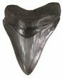 Serrated, Fossil Megalodon Tooth - Georgia #52802-1